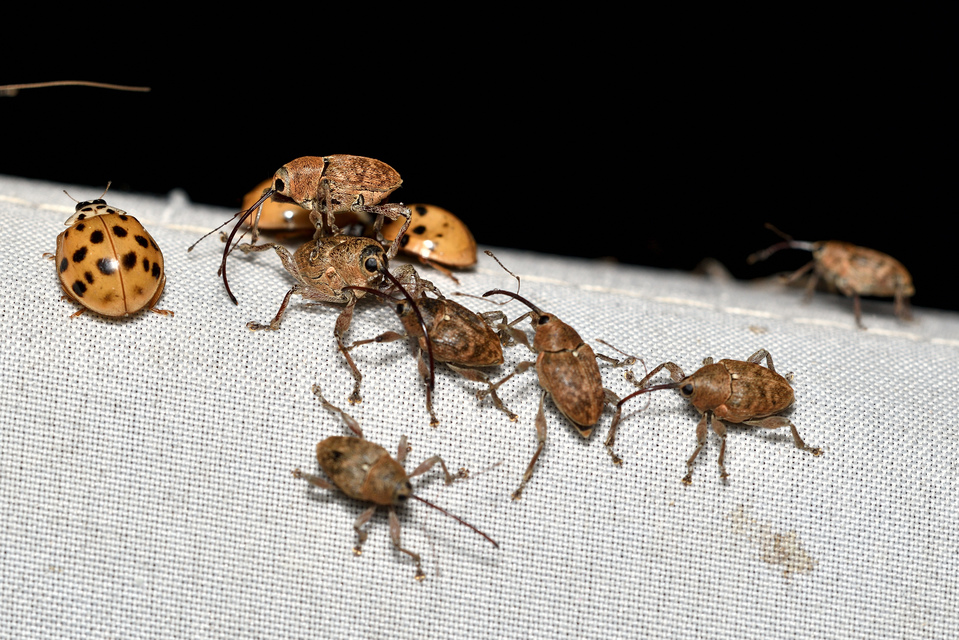 Curculio glandium - tölgymakkzsuzsóka