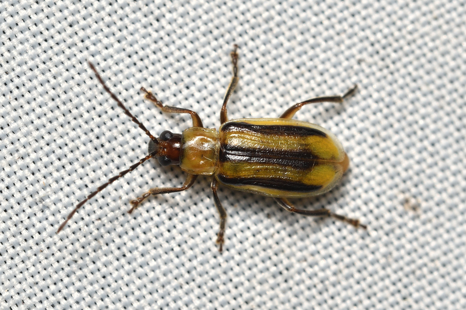 Diabrotica virgifera - amerikai kukoricabogár