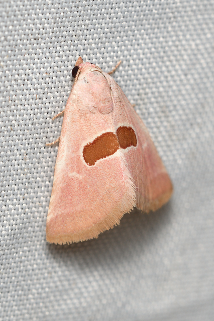 Calymma communimacula - pajzstetűfaló bagoly