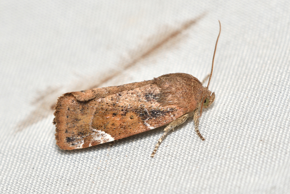 Cosmia affinis - barna lombbagoly