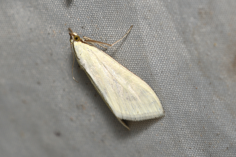 Sitochroa palealis - kénszárnyú dudvamoly