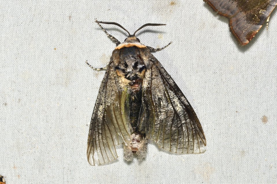 Cossus cossus - fűzfarontólepke