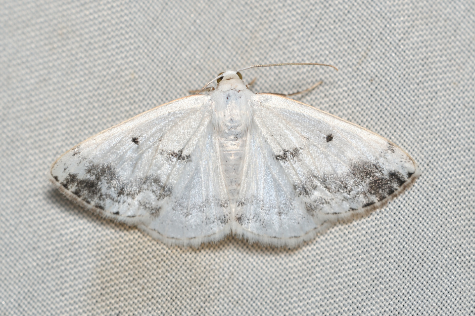 Lomographa temerata - foltos fehéraraszoló