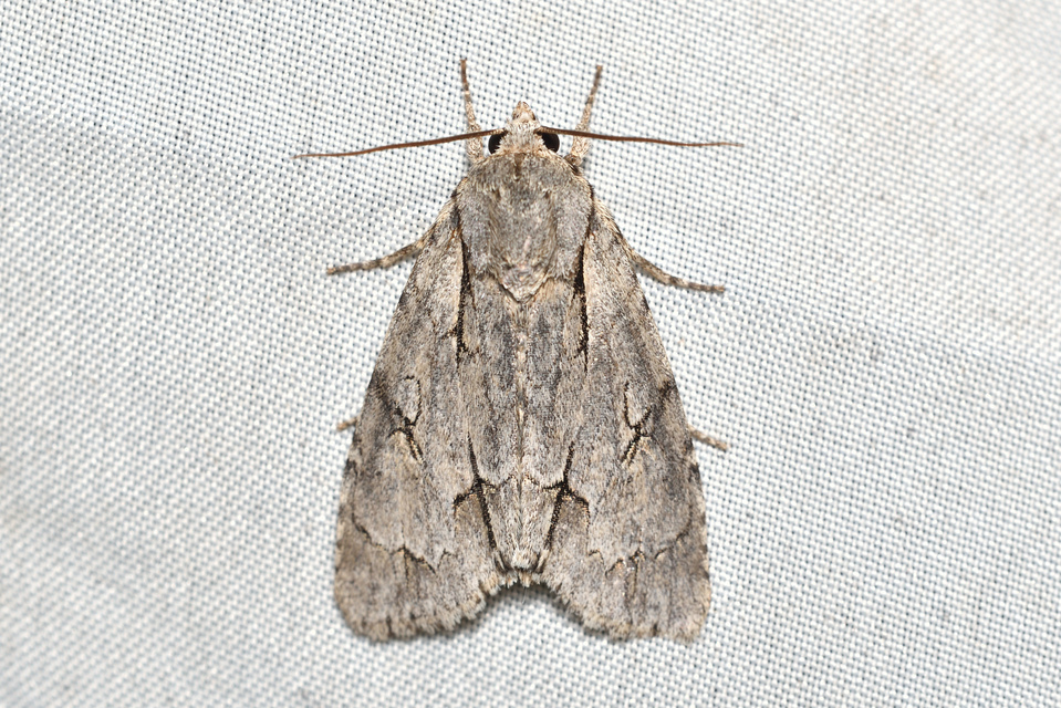 Acronicta psi - pszi-betűs szigonyosbagoly