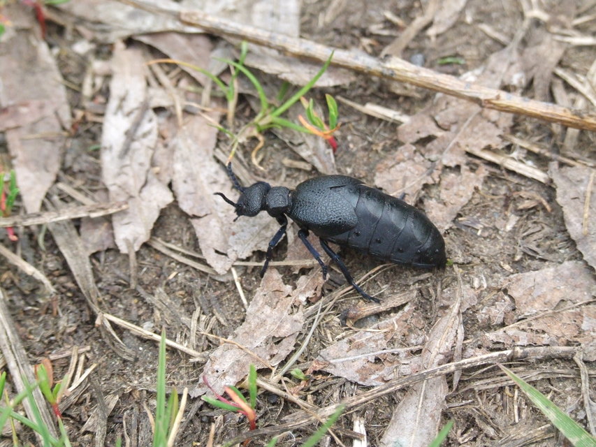 Meloe cicatricosus - óriásnünüke