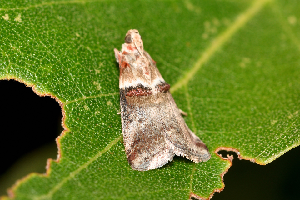 Acrobasis tumidana - bordás karcsúmoly