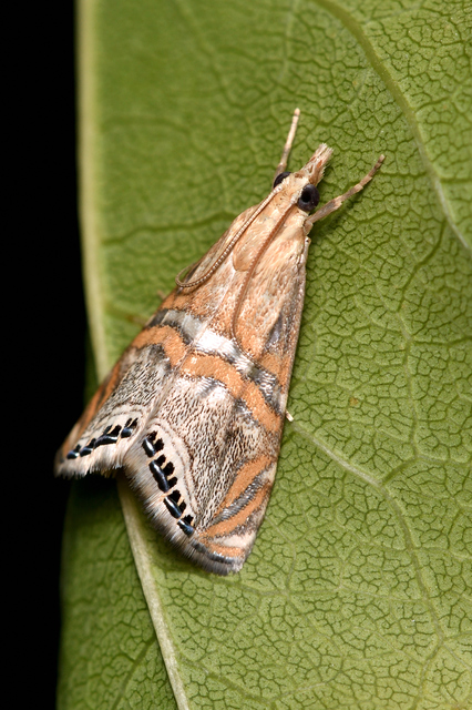 Euchromius bella - cifra mozaikmoly
