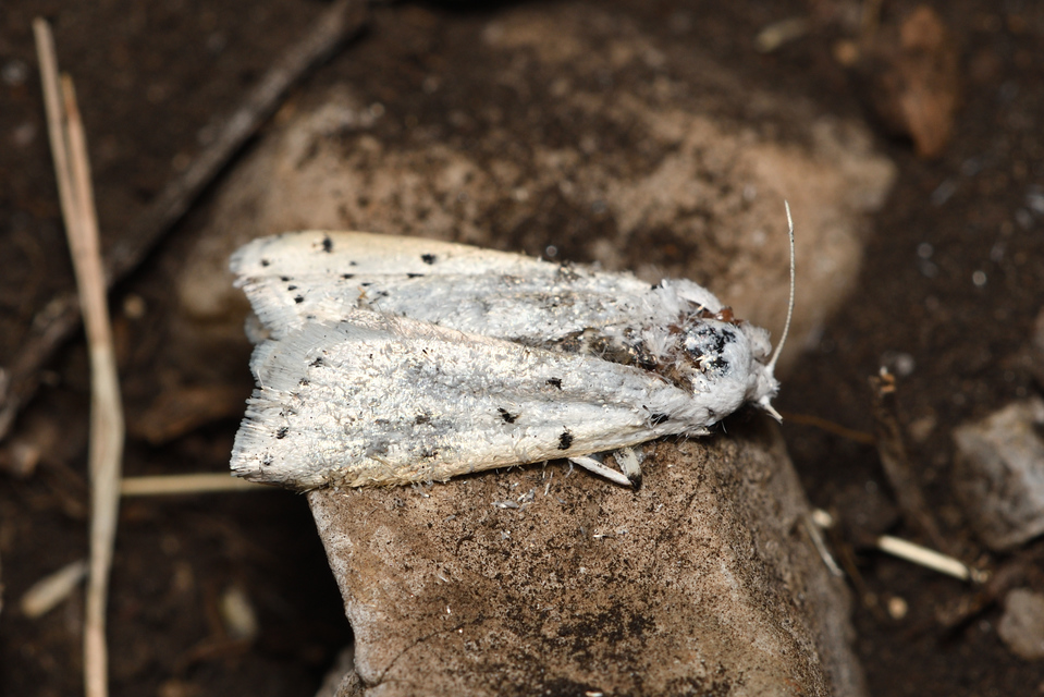Myelois circumvoluta - pettyes karcsúmoly