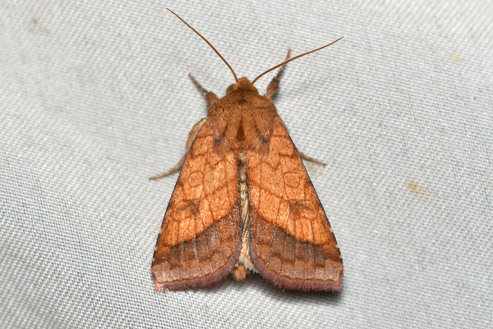 Pyrrhia umbra - iglicebagoly