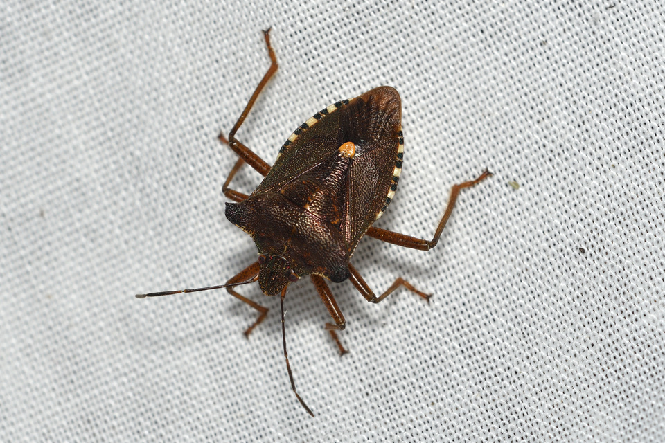 Pentatoma rufipes - vöröslábú címerespoloska Pentatoma rufipes - vöröslábú címerespoloska