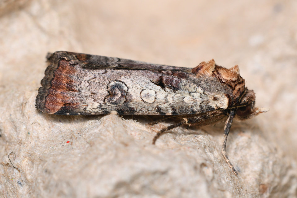 Epilecta linogrisea - karcsú sárgafűbagoly
