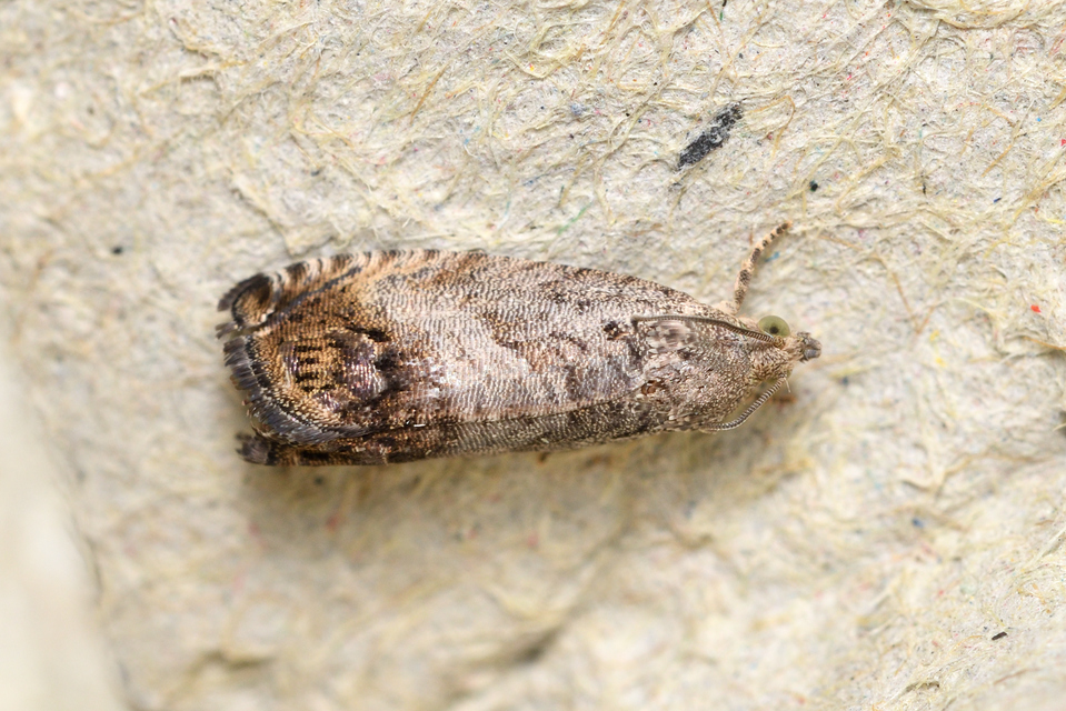 Cydia splendana - tölgymakkmoly