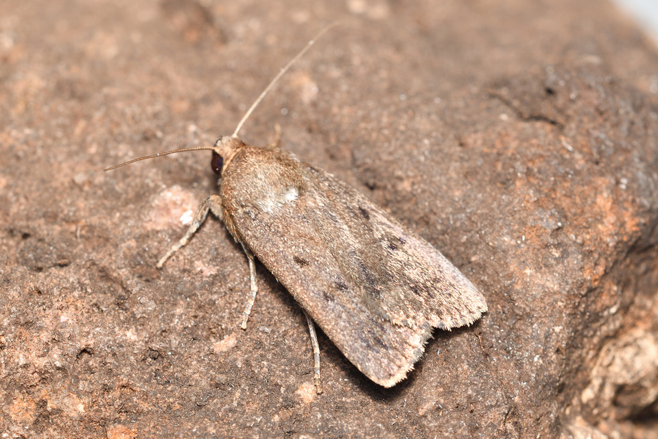 Amphipyra tragopoginis - bakszakállbagoly