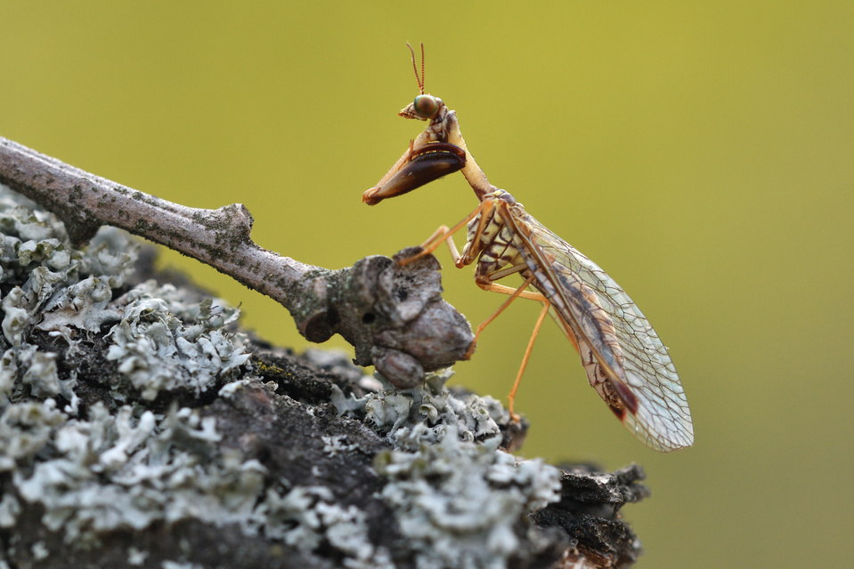 Mantispa styriaca - kétszínű fogólábú-fátyolka