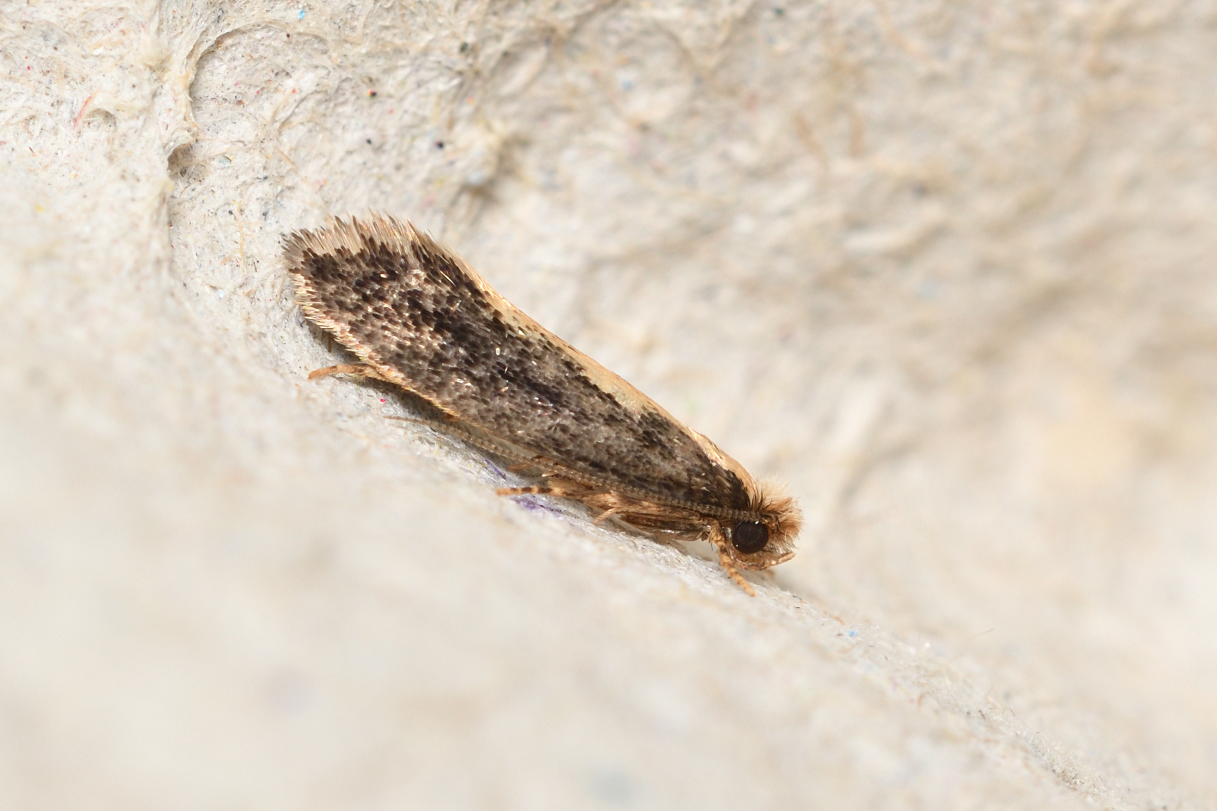 Reisserita relicinella - barna hulladékmoly