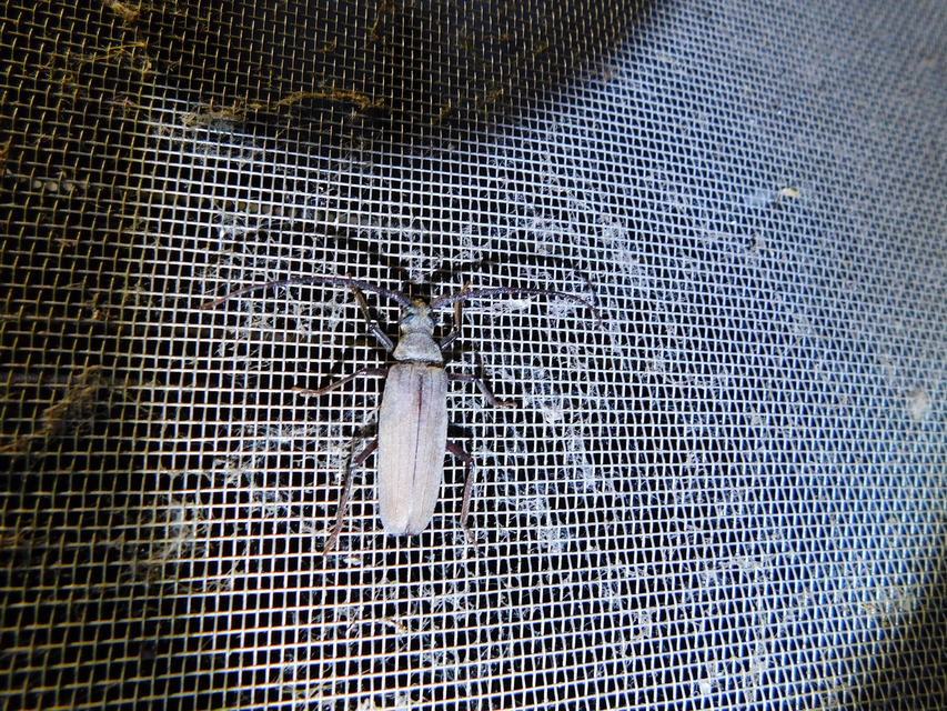 Aegosoma scabricorne - diófacincér