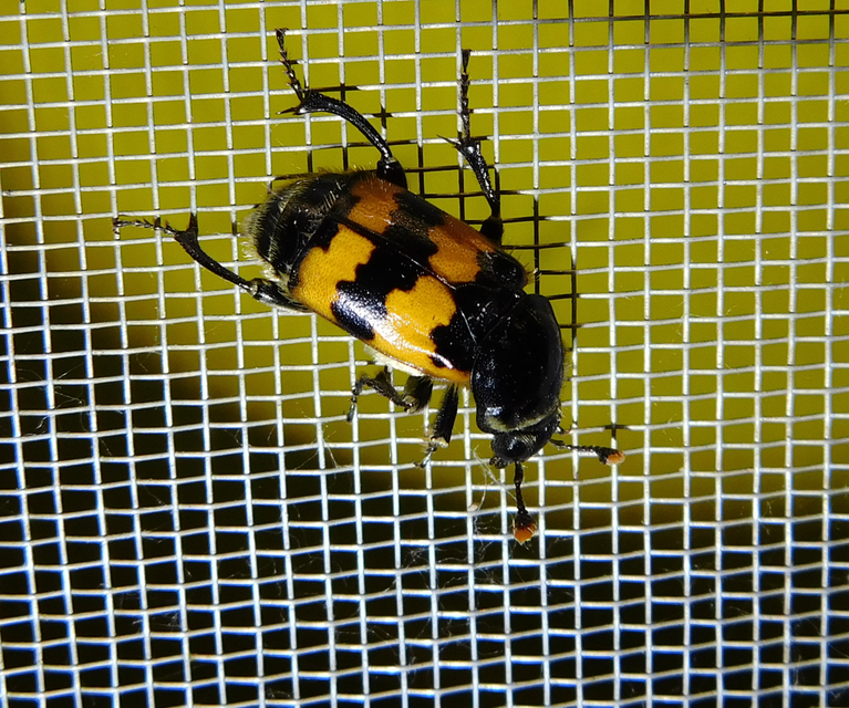 Nicrophorus vespillo - közönséges temetőbogár