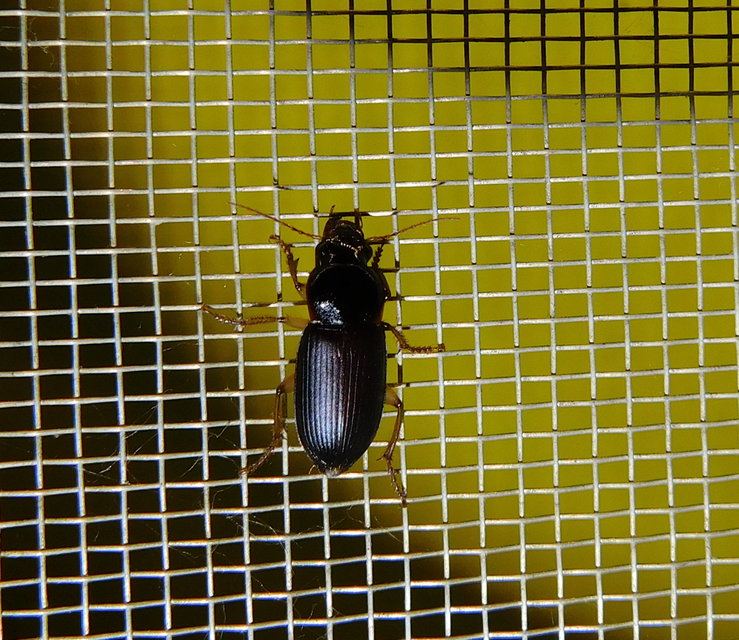 Harpalus griseus - kis selymesfutó