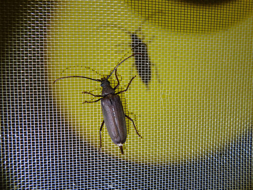 Aegosoma scabricorne - diófacincér
