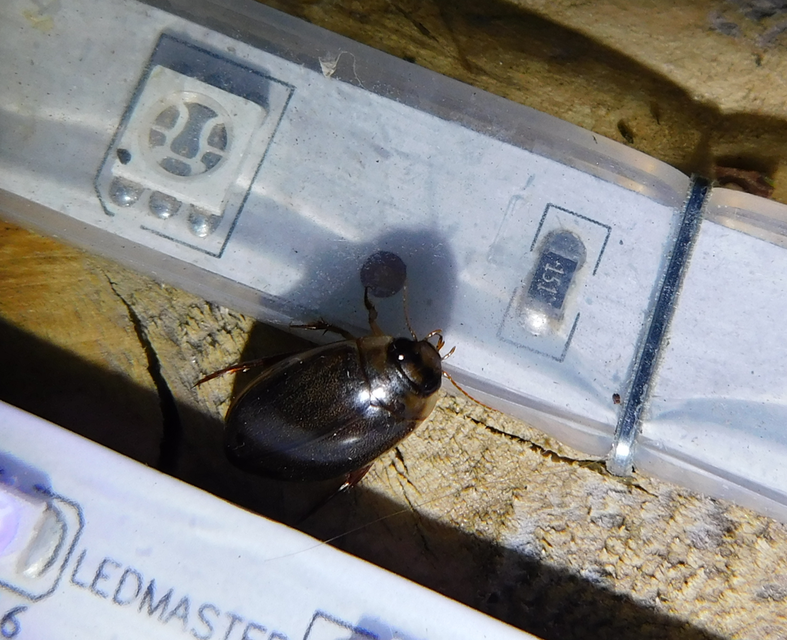 Rhantus