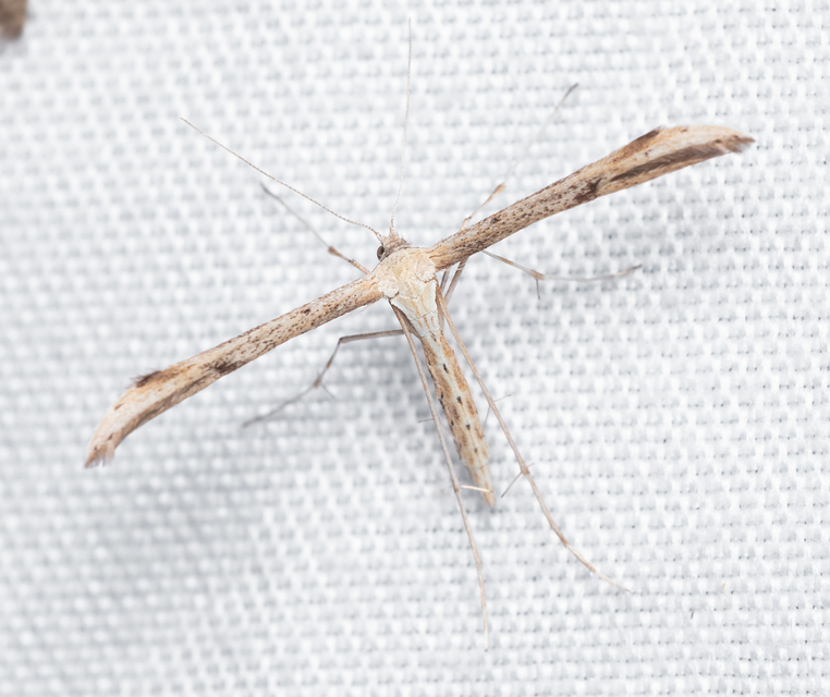 Emmelina monodactyla/argoteles