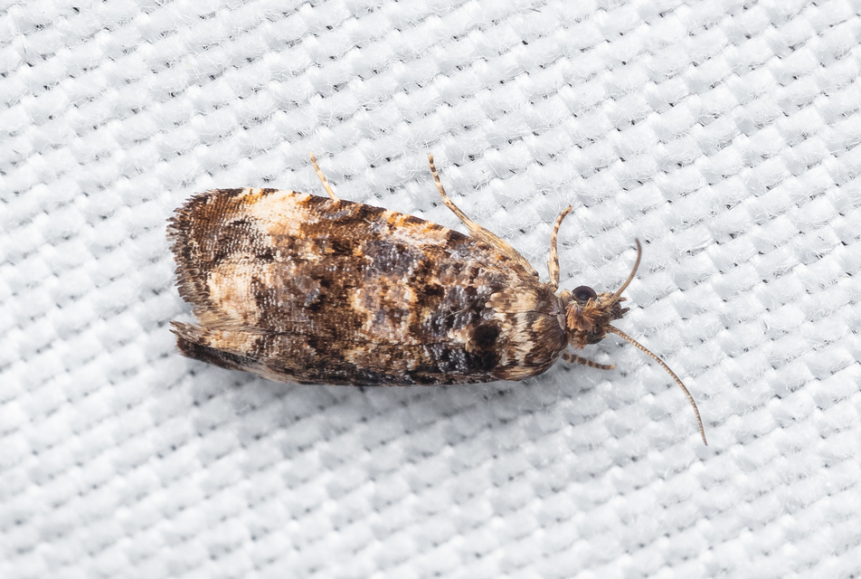 Endothenia