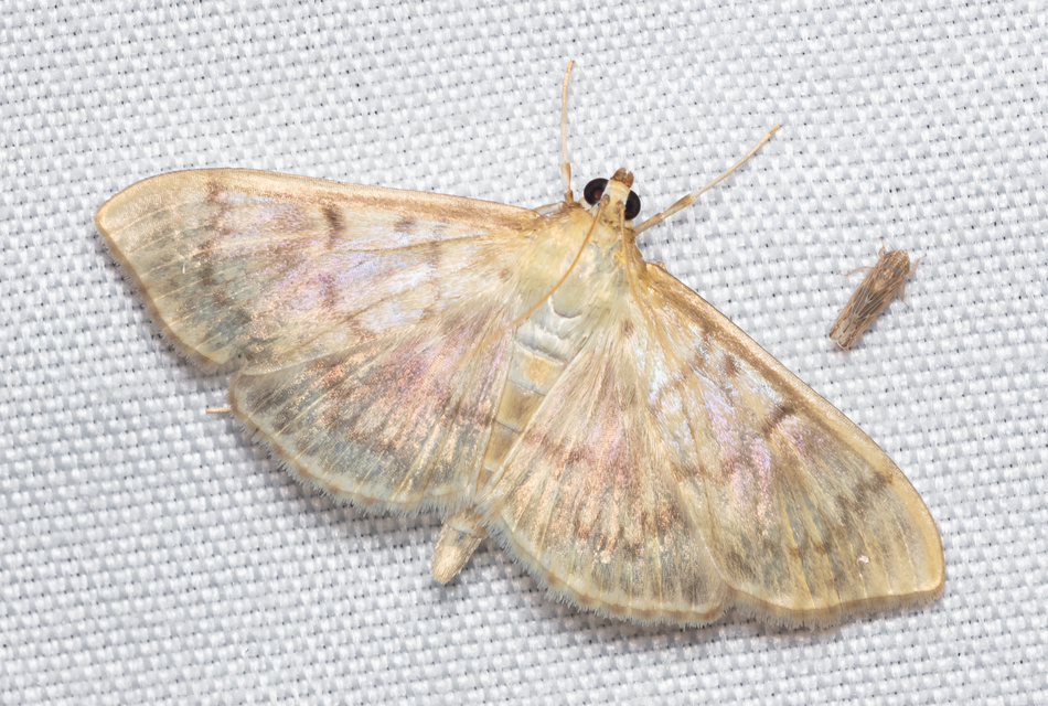 Patania ruralis - csalánevő tűzmoly