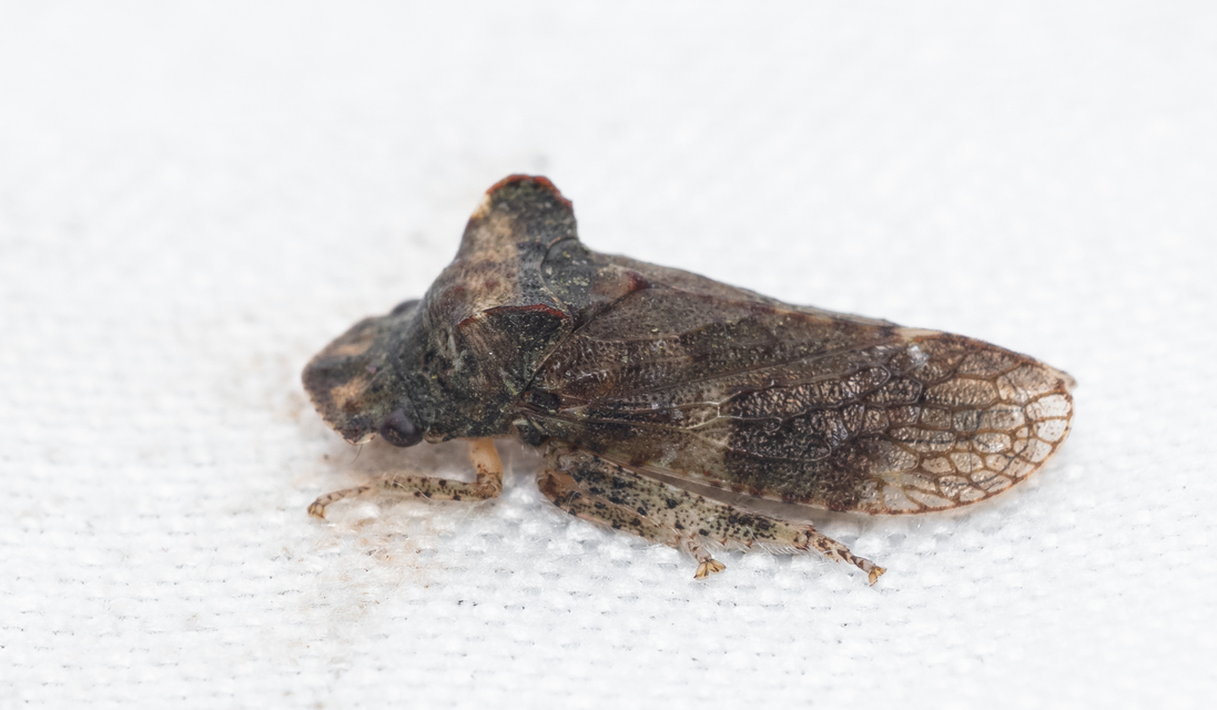 Ledra aurita - füleskabóca