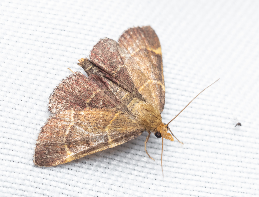 Hypsopygia