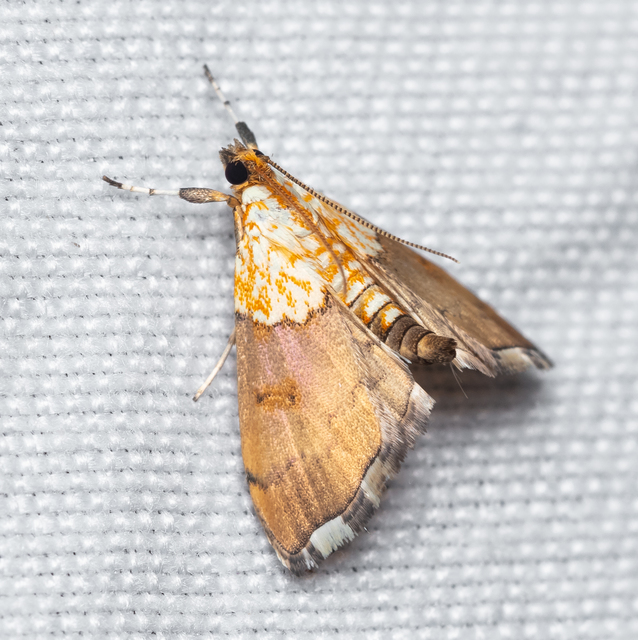 Agrotera nemoralis - ligeti tűzmoly