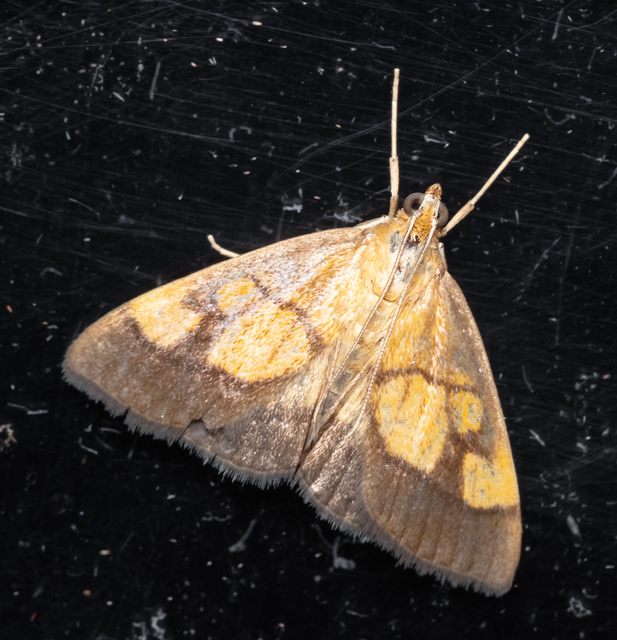 Evergestis limbata - közönséges dudvamoly