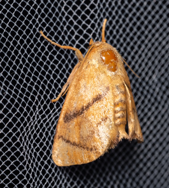 Apoda limacodes - kagylólepke
