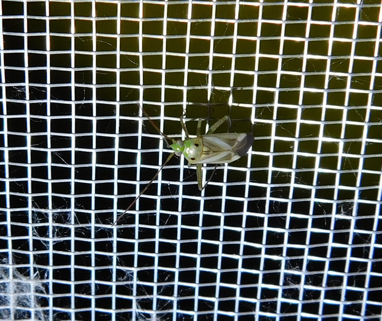 Adelphocoris lineolatus - lucernapoloska