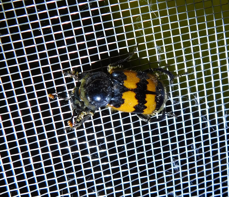 Nicrophorus vespillo - közönséges temetőbogár