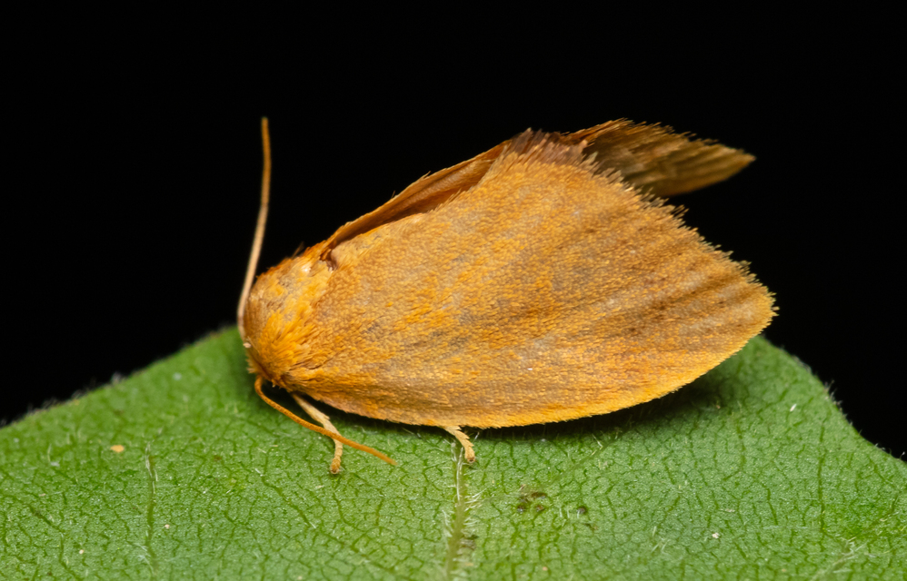Heterogenea asella - csigalepke