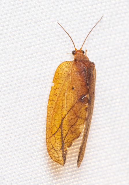 Drepanepteryx phalaenoides
