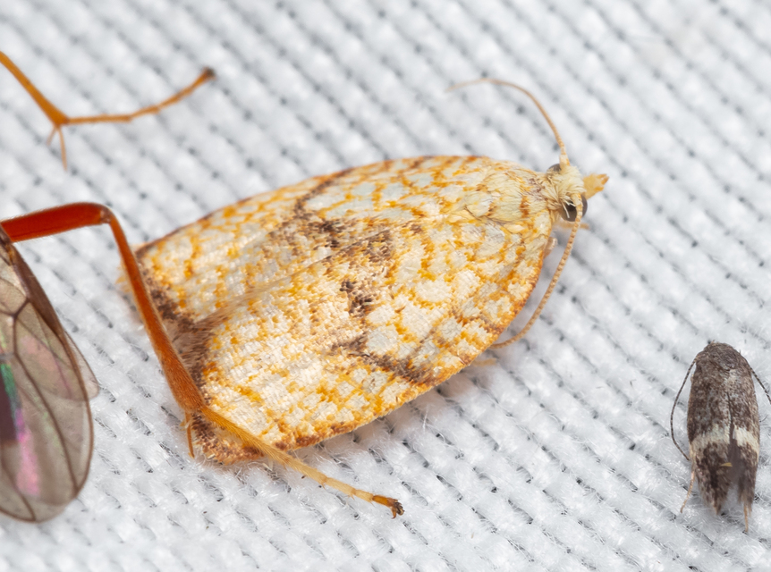 Acleris forsskaleana - juharos levélmoly