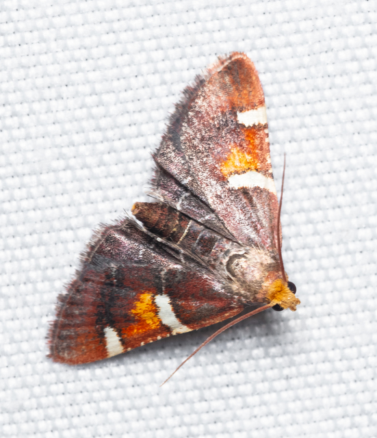 Pyralis regalis - pompás fényilonca