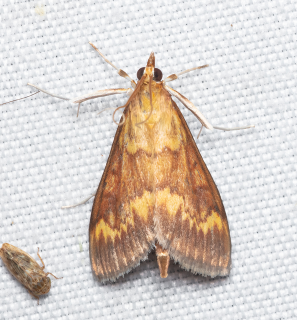 Ostrinia nubilalis - kukoricamoly