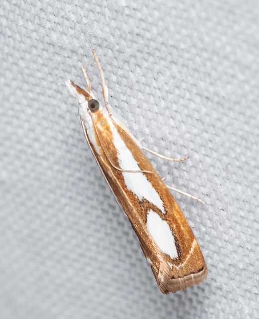 Catoptria pinella - ezüstös fűgyökérmoly