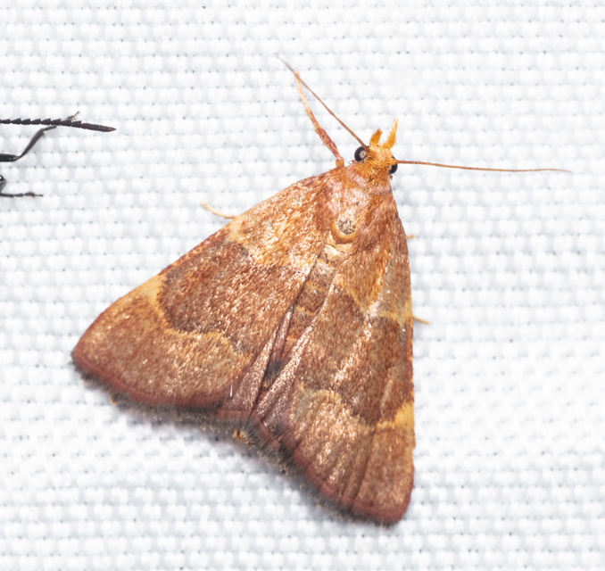 Hypsopygia