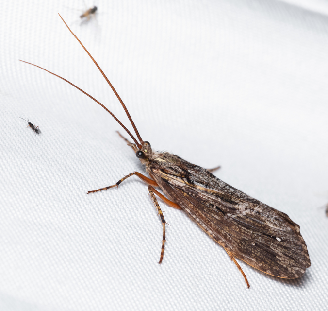 Limnephilidae