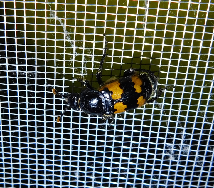 Nicrophorus interruptus - sárgaszőrű temetőbogár