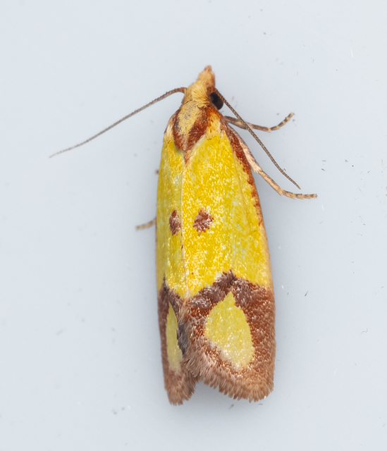 Agapeta zoegana - barnacsíkos sárgamoly