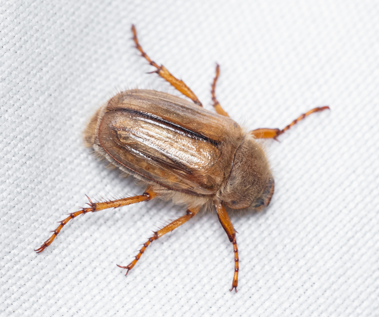 Amphimallon solstitiale - bordás sárgacserebogár