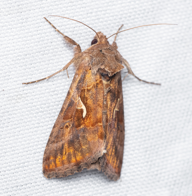 Autographa gamma - gammalepke
