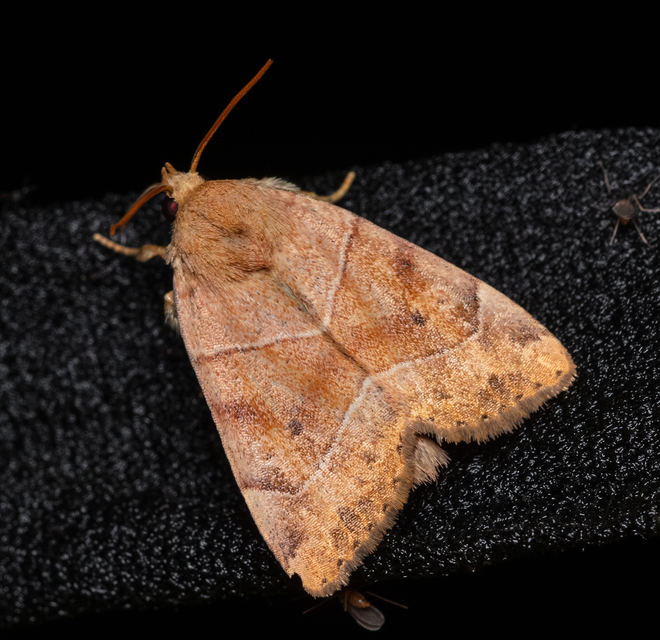 Cosmia trapezina - közönséges lombbagoly