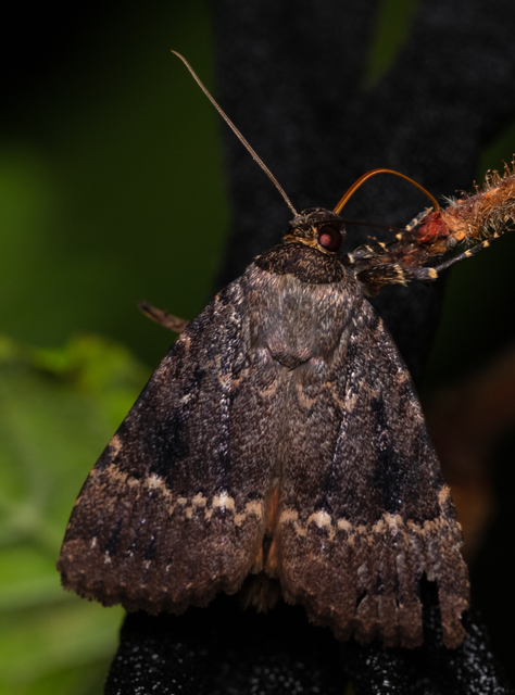 Amphipyra berbera/pyramidea