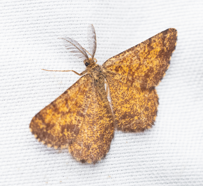 Ematurga atomaria - barna rétiaraszoló