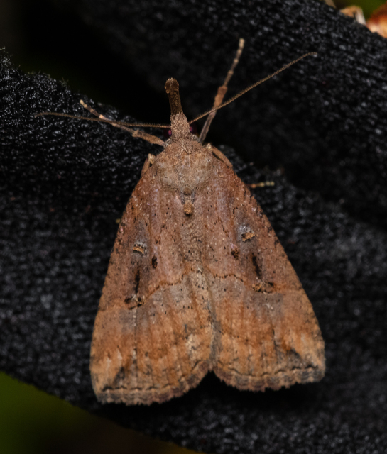 Hypena rostralis - közönséges karcsúbagoly